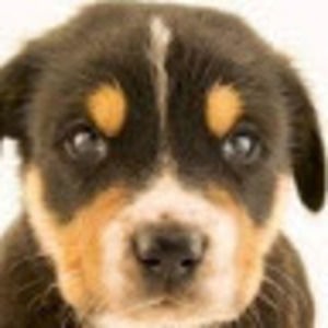 Meet your Posher, Addison